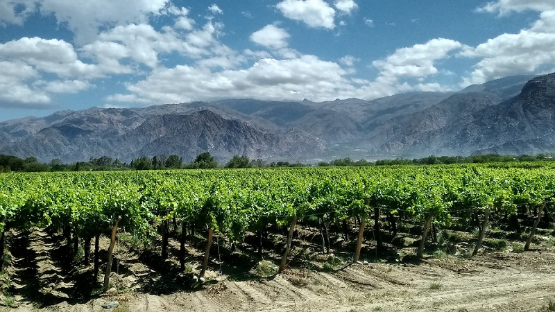 Viñedos de Mendoza con montañas de los Andes de fondo